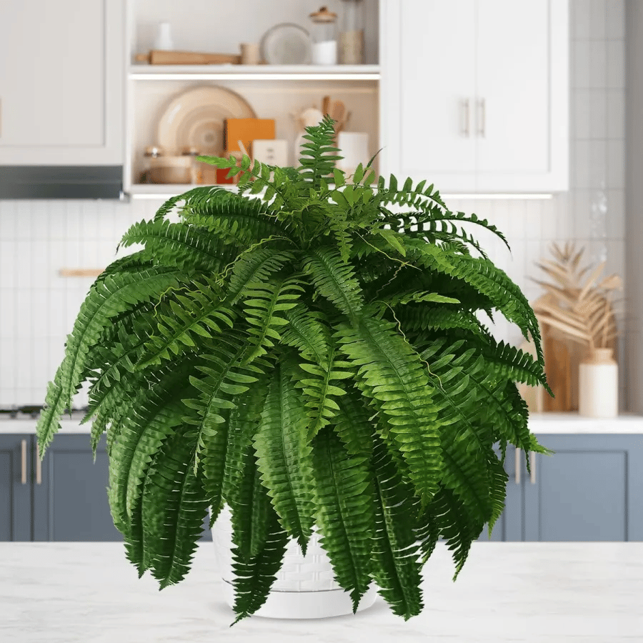 Last Day 75% OFF--UV Resistant Lifelike Artificial Boston Fern（PL）